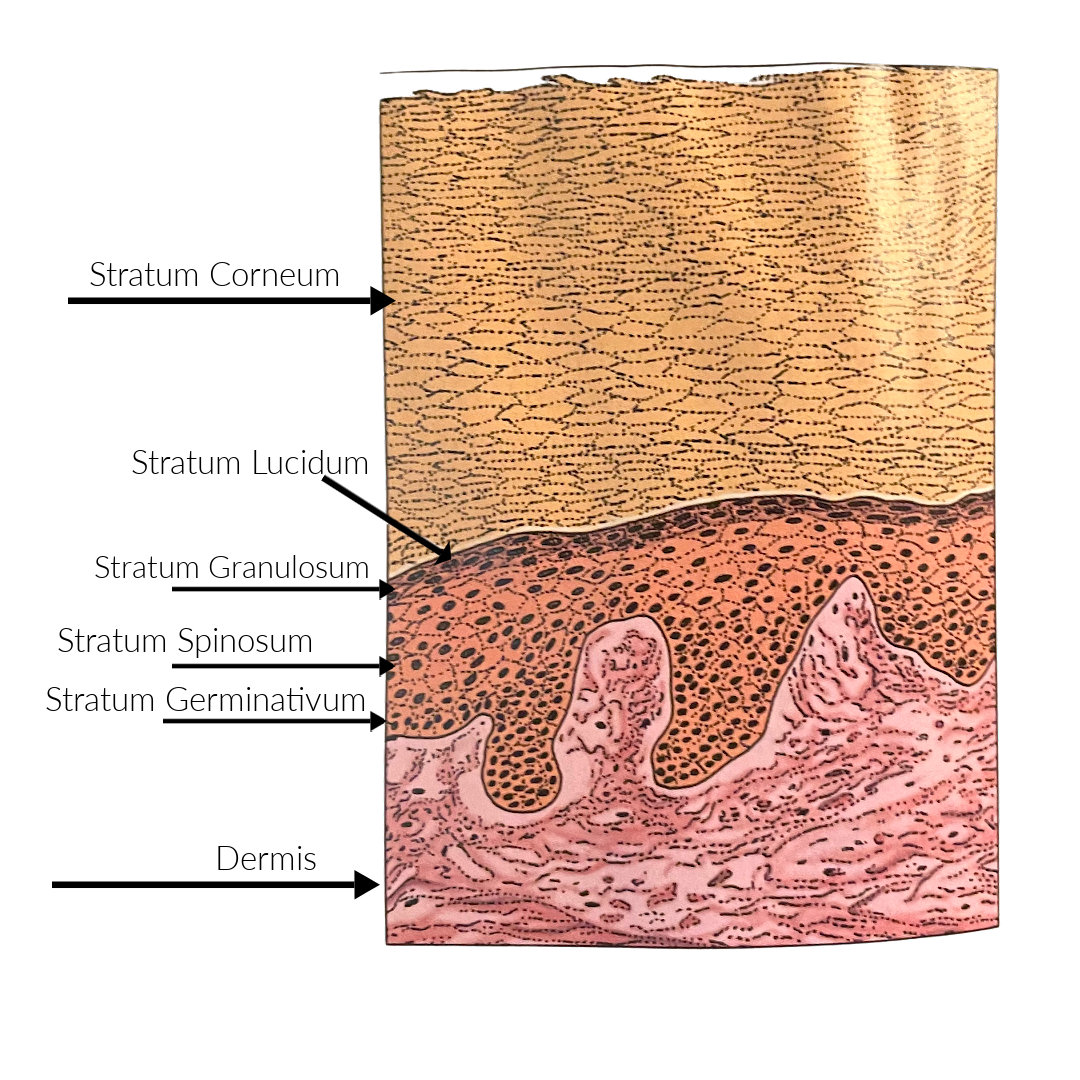 Penetration enhancers in skin care, and is your skin a sponge?