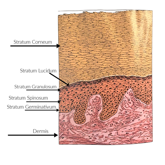 Penetration enhancers in skin care, and is your skin a sponge?