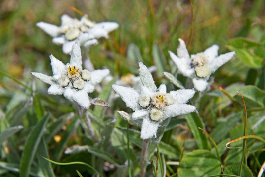 Antioxidants Found in Edelweiss Flower Extract and Their Benefits for Skin Care